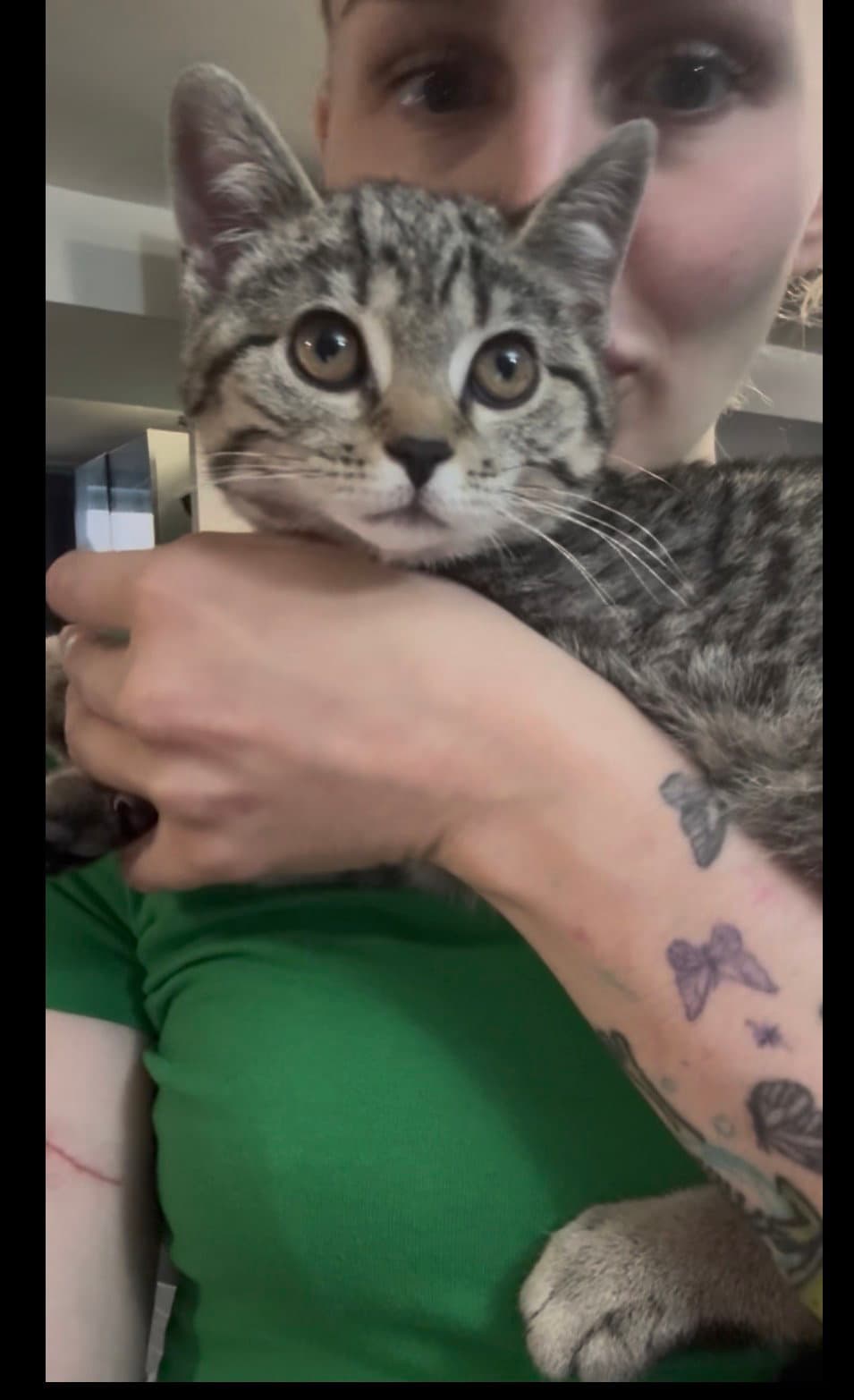 Juliet - Domestic Short Hair