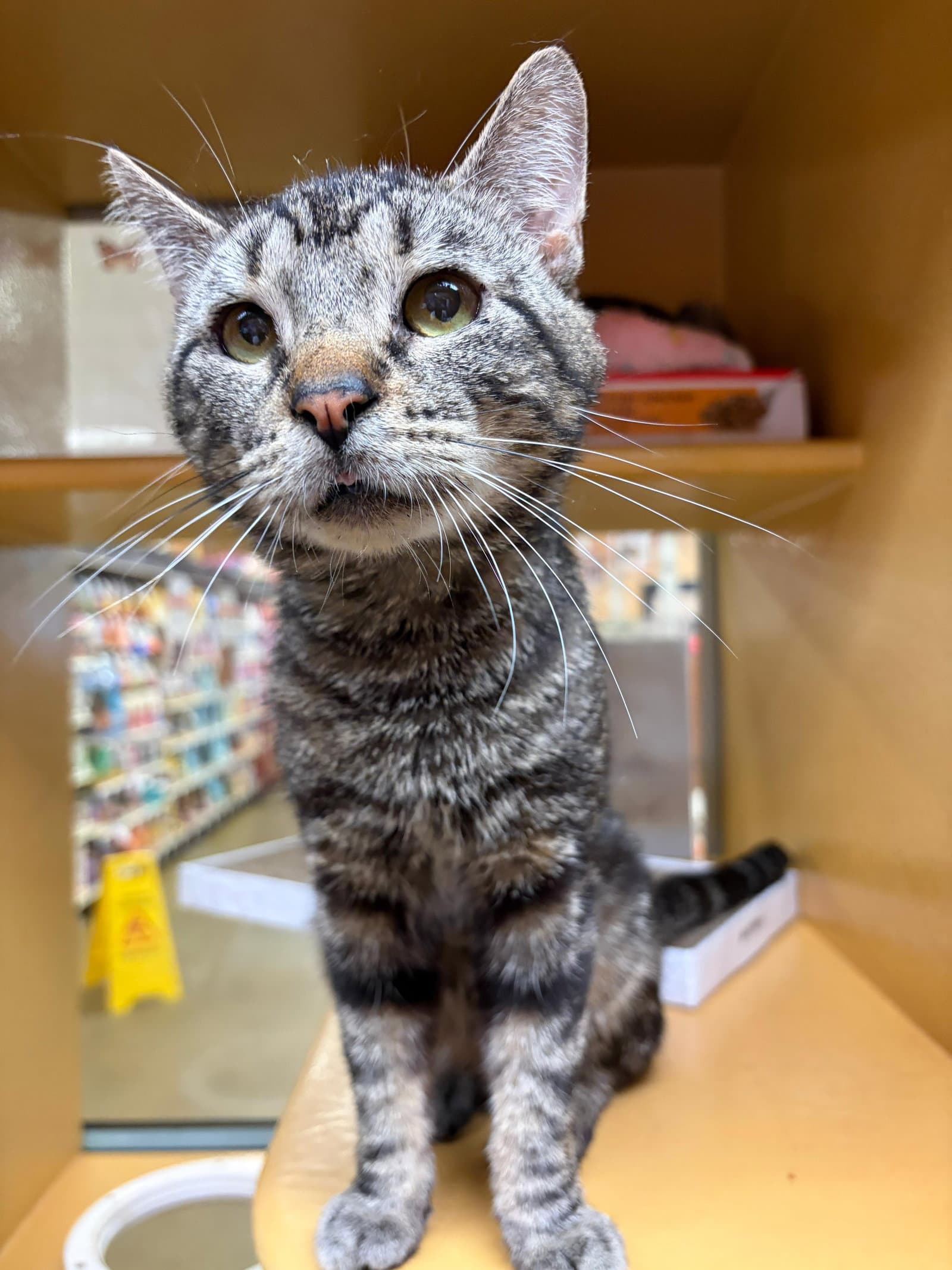 Skye - Domestic Short Hair
