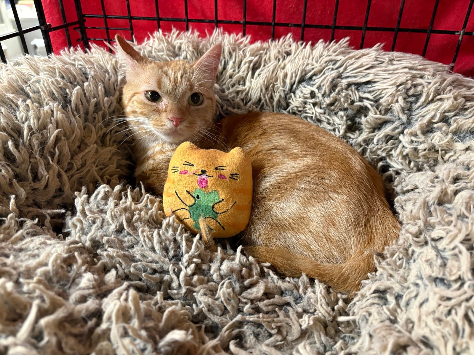 Carrot - Domestic Short Hair