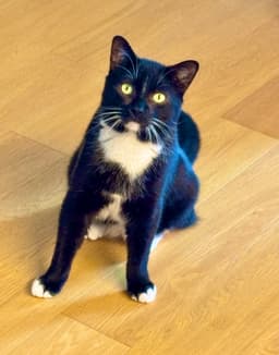 Catsby image 4