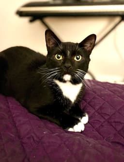Catsby image 1