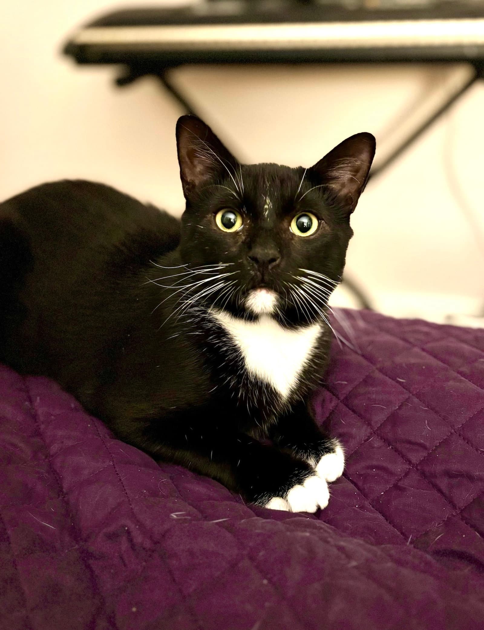 Catsby - Domestic Short Hair