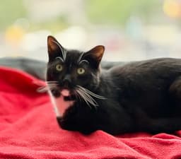 Catsby image 3