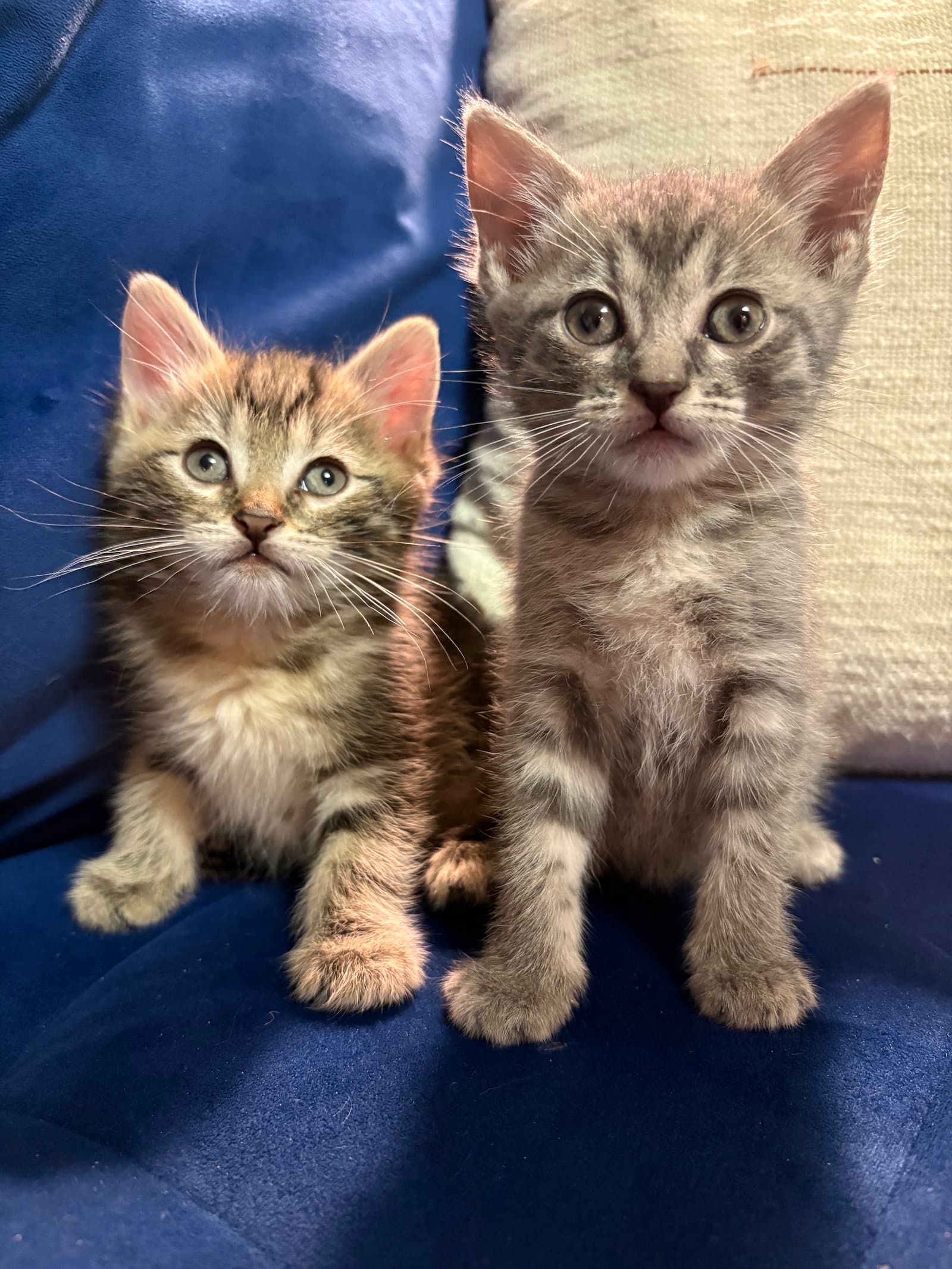Cinnamon And Swirl - Domestic Short Hair