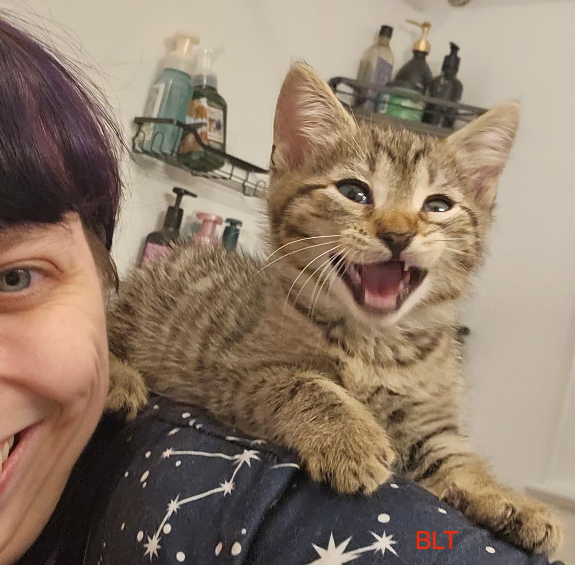 Blt  Pbj - Domestic Medium Hair