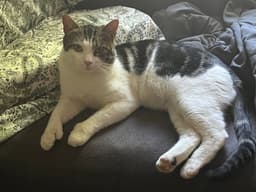 Mitts image 1