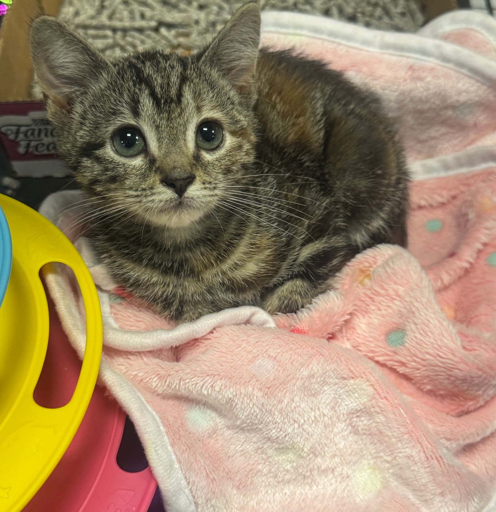 Koi - Domestic Short Hair