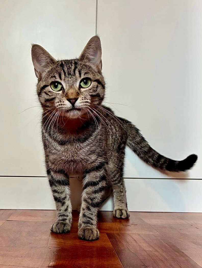 Kyle - Domestic Short Hair