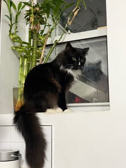 Truffles image 1