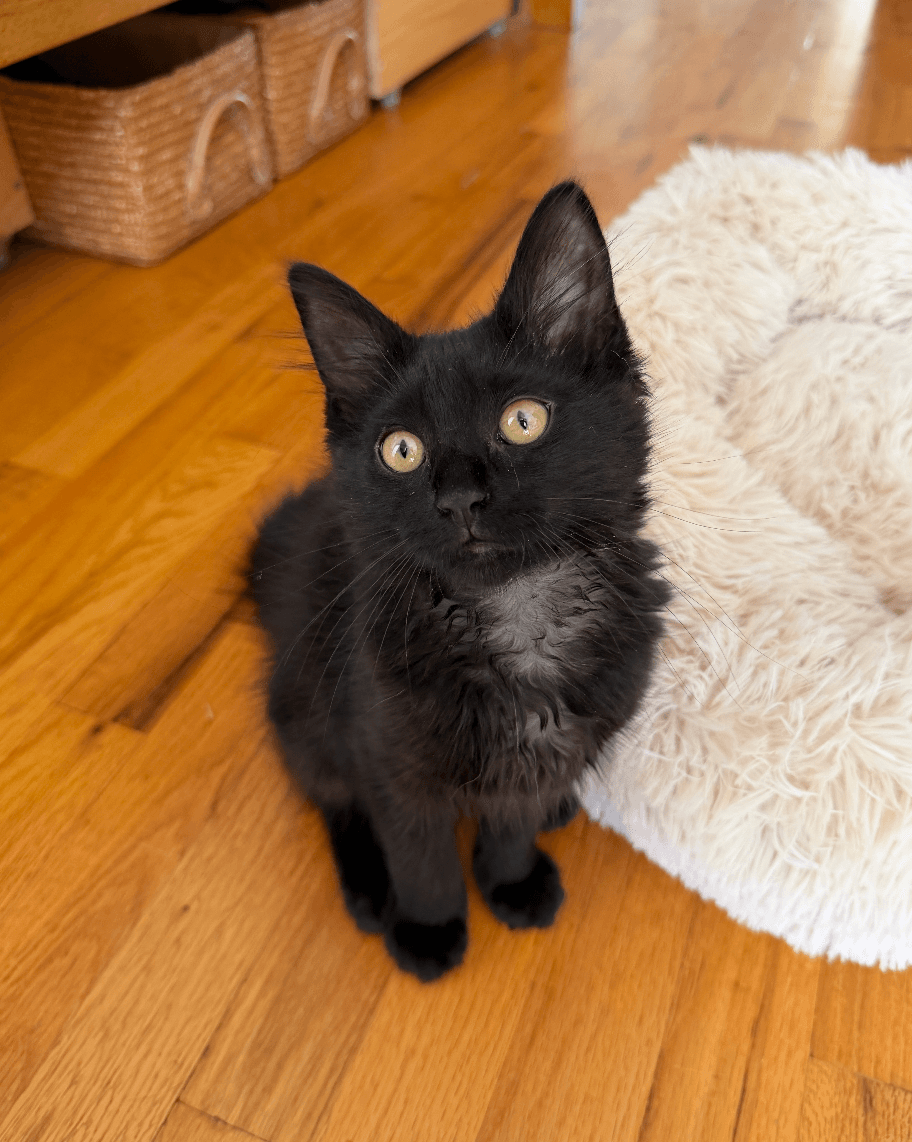 Plover - Domestic Medium Hair