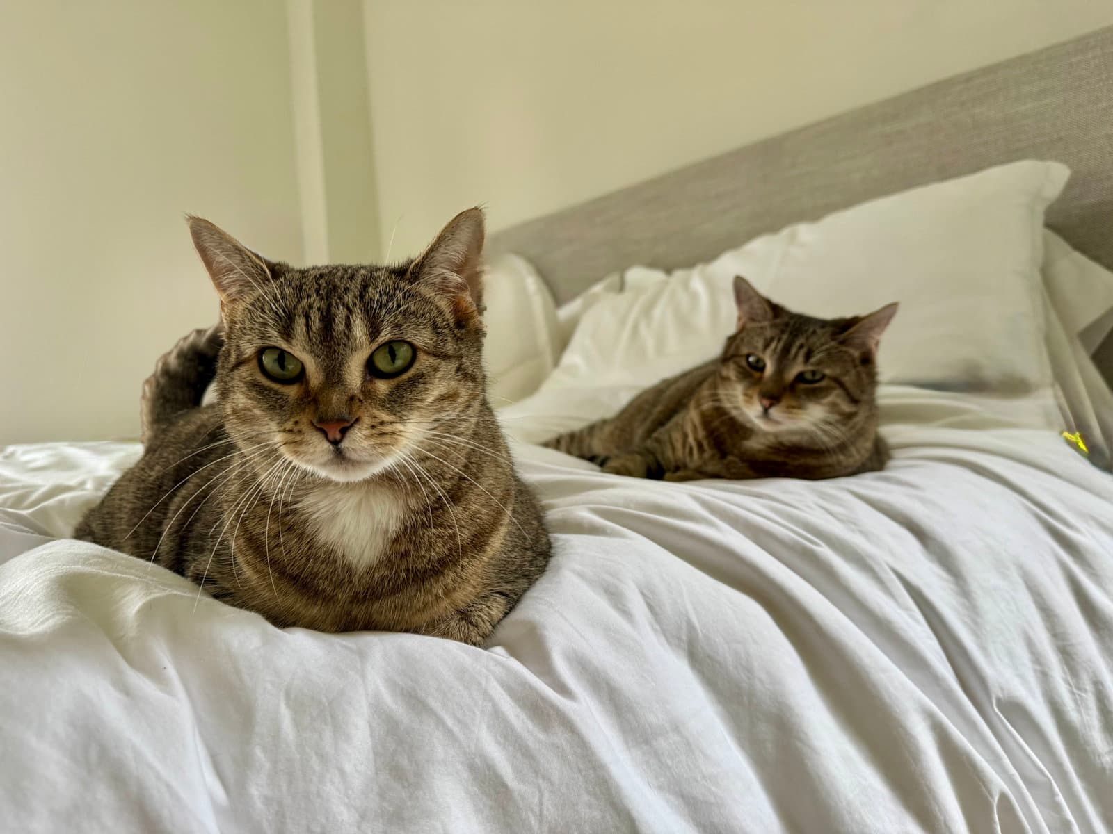 Figgy And Luna - Domestic Short Hair