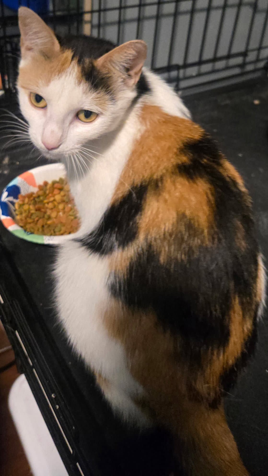 Summer - Calico
