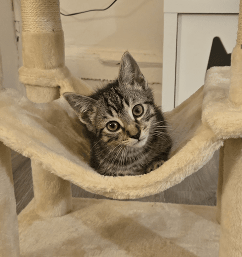 Riff Raff - Domestic Short Hair