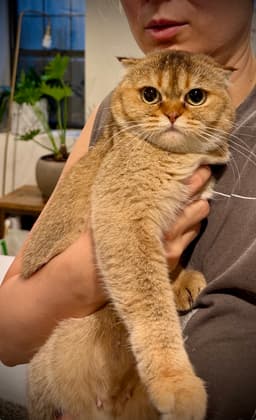 Toffee image 1