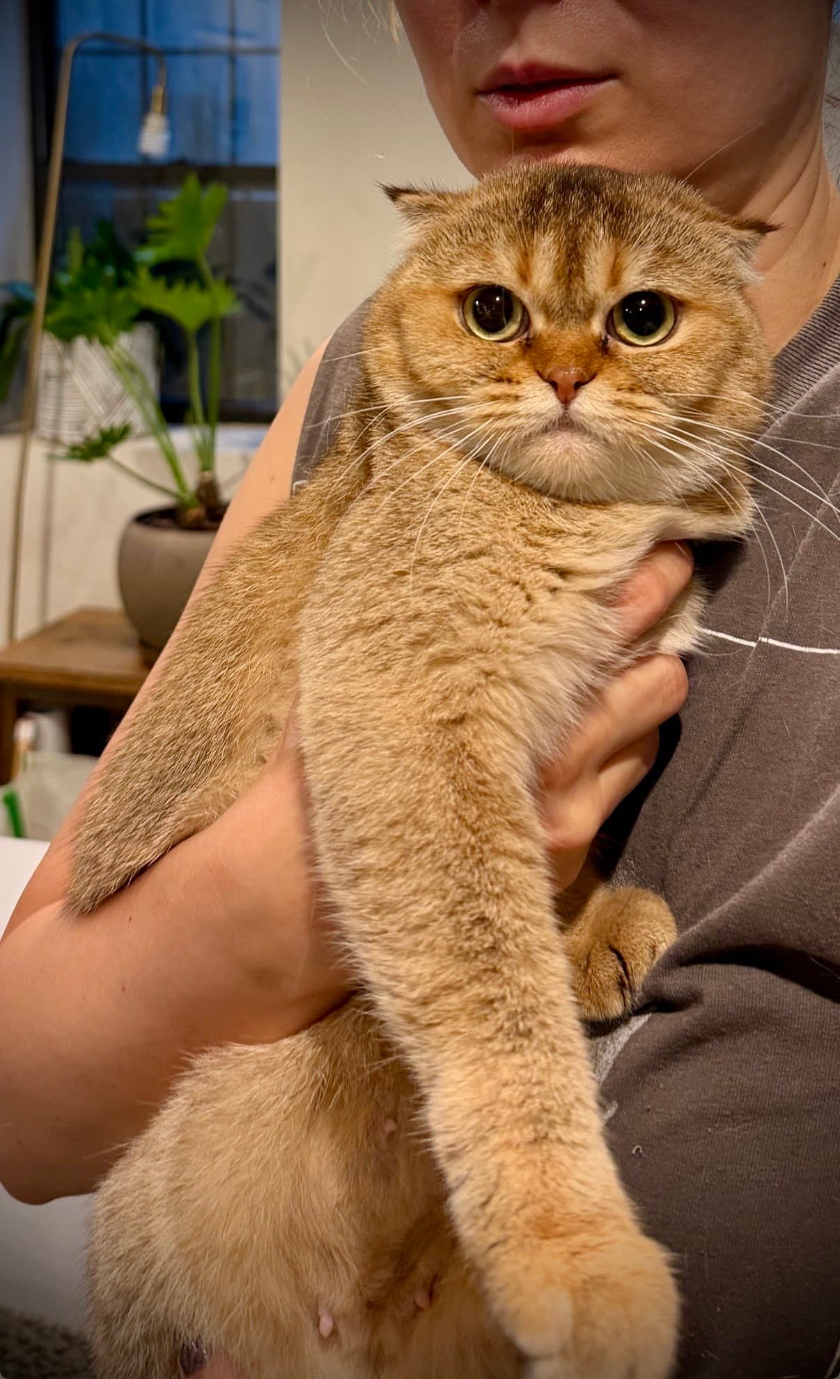 Toffee - Scottish Fold