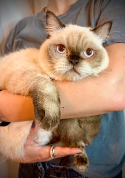 Butterscotch image 1