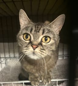 Wilma image 1