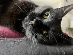 Coala image 2