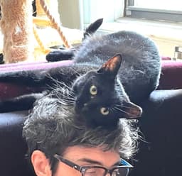 Coala image 1