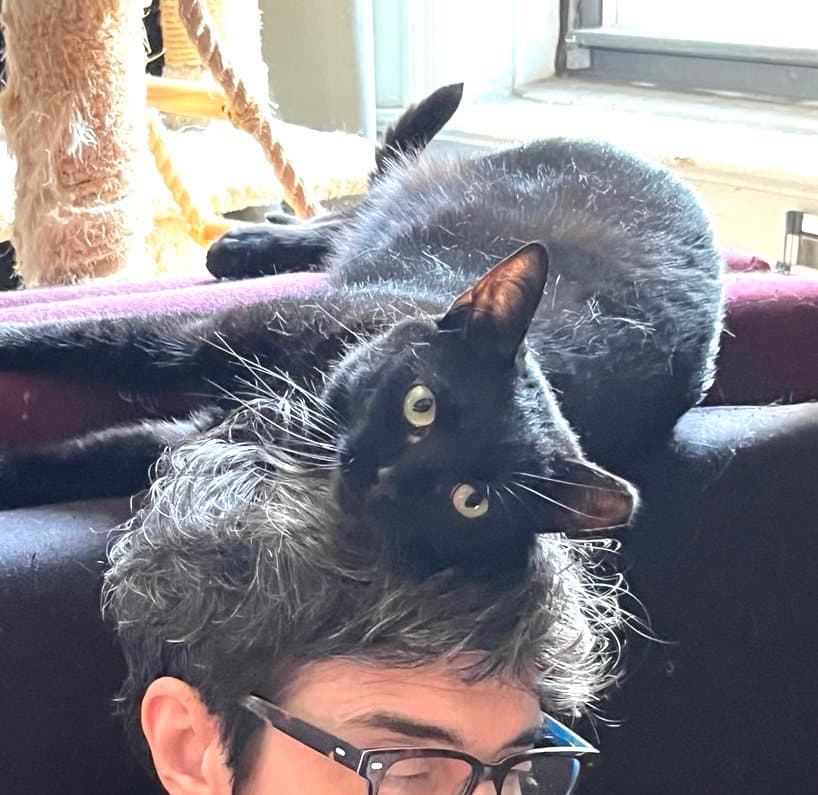 Coala - Domestic Short Hair