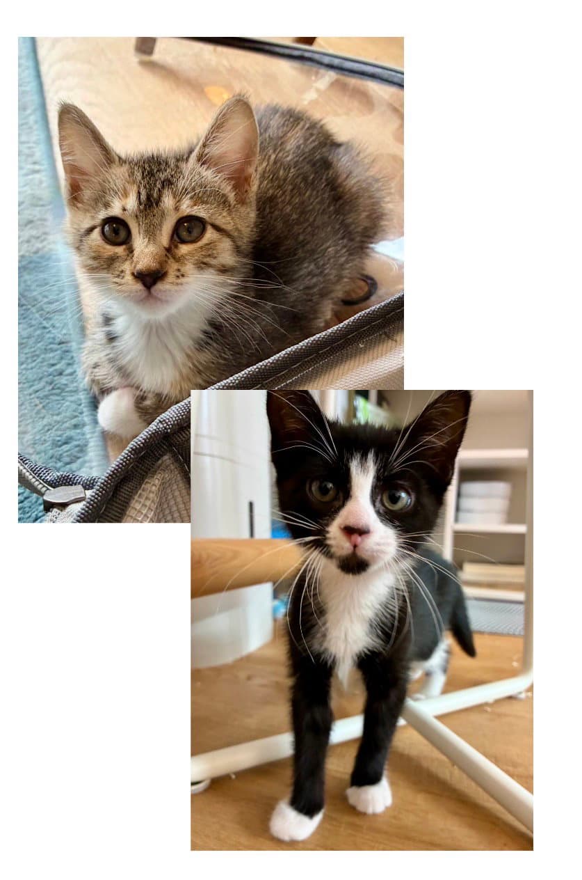 Marisol And Marcia - Domestic Short Hair