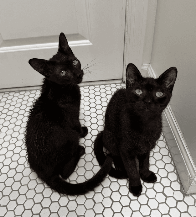 Mario  Luigi - Domestic Short Hair