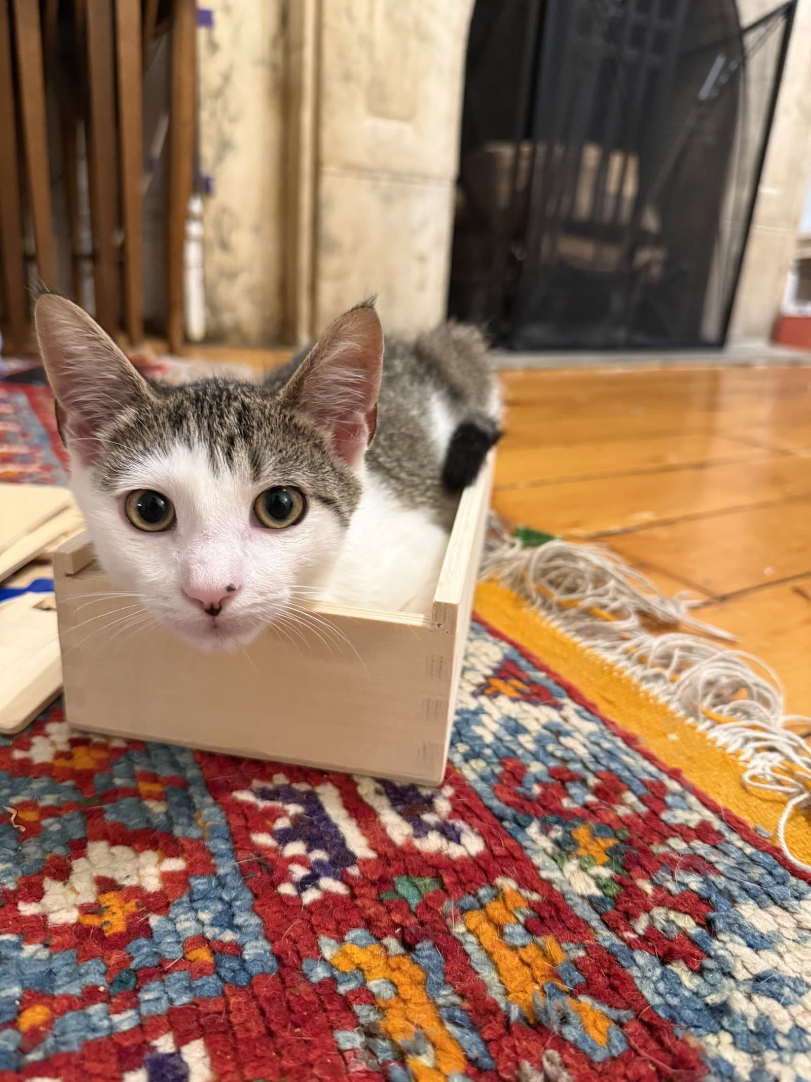 Pipo  Takki - Domestic Short Hair