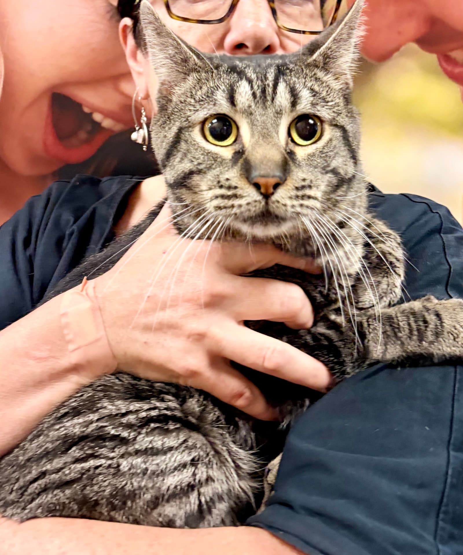 Baxton - Domestic Short Hair