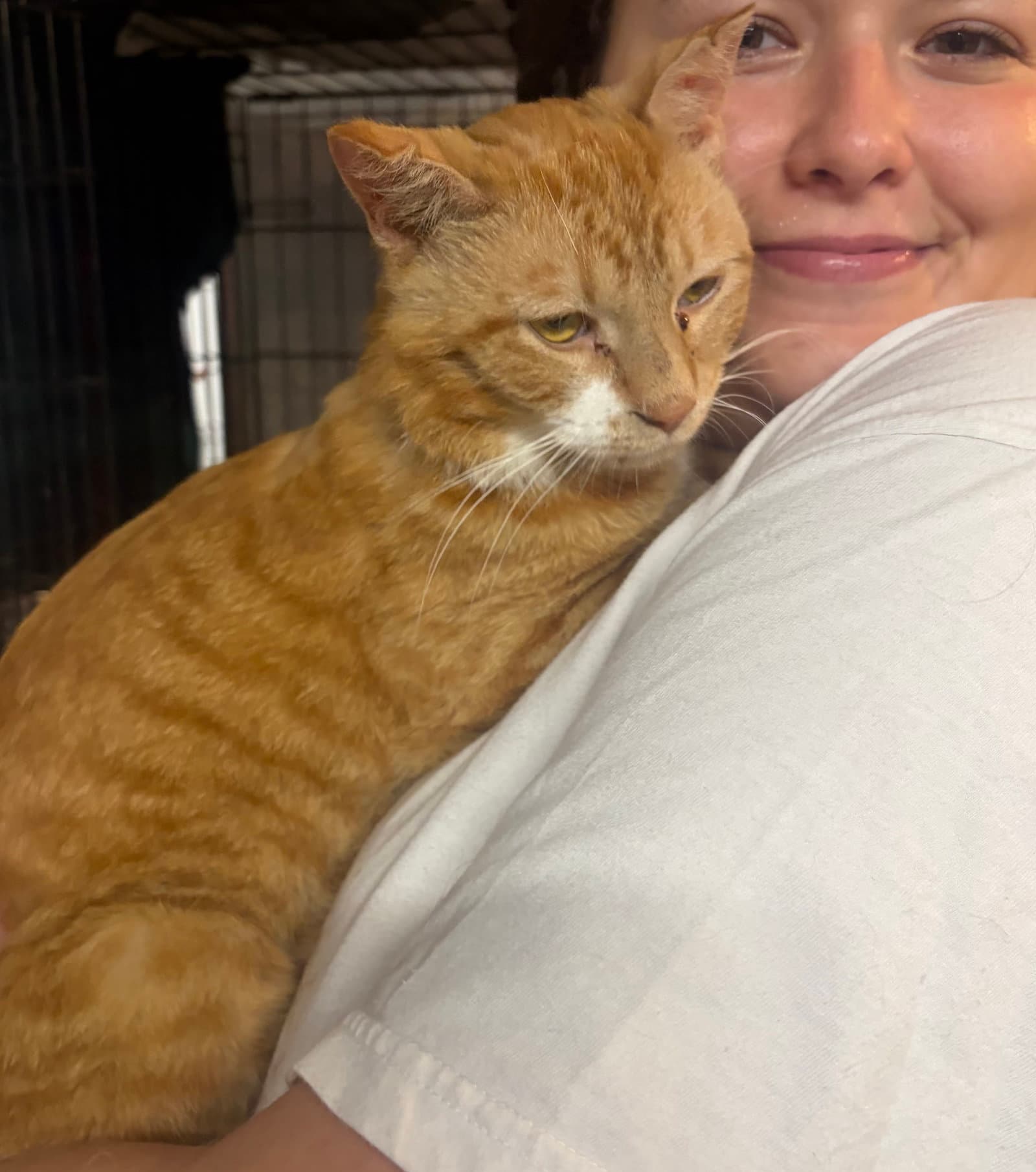 Chili - Domestic Short Hair