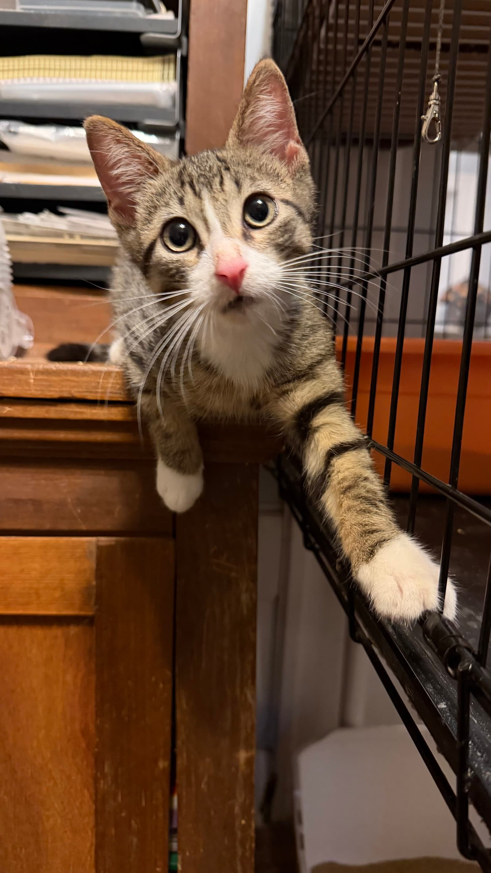 Jim Beam - Domestic Short Hair