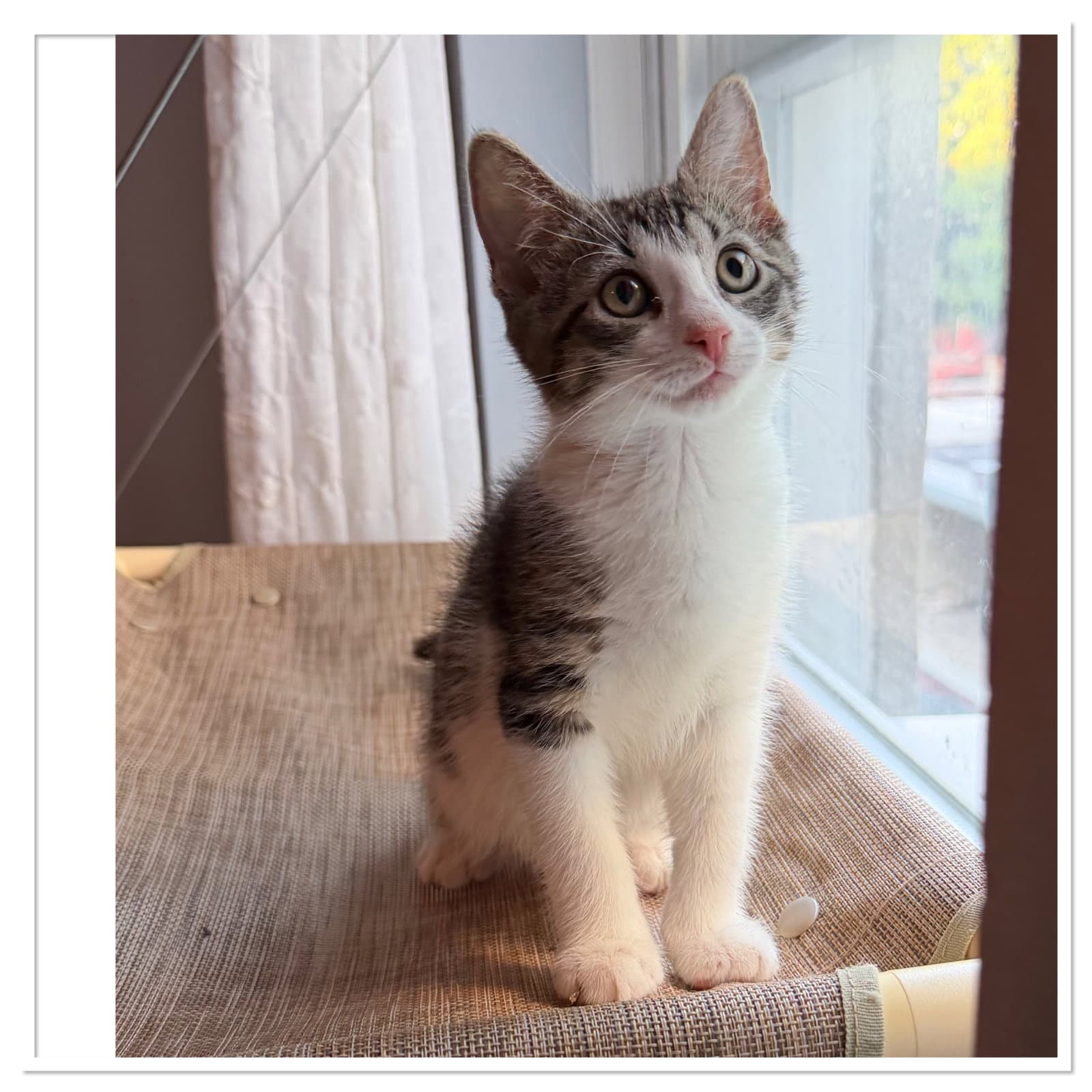 Limoncella - Domestic Short Hair