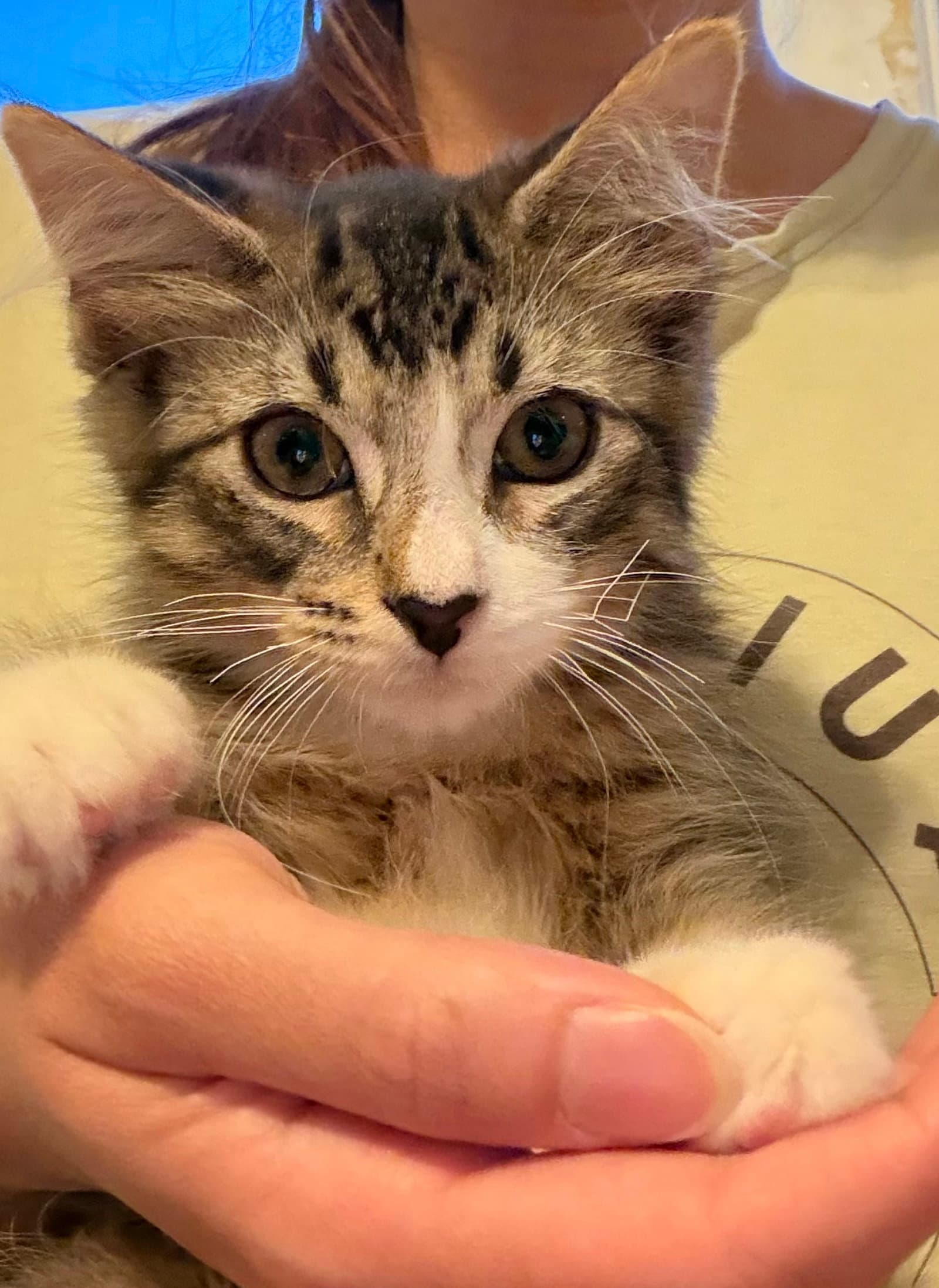 Macchiato - Domestic Short Hair