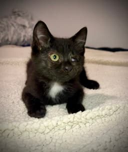 One-Eyed Jackie image 3