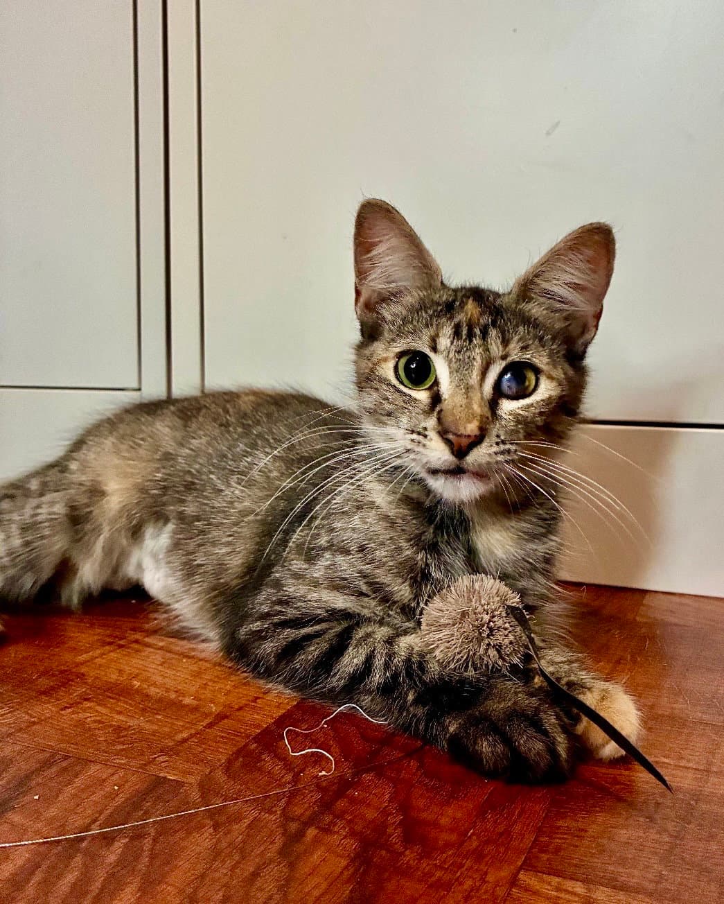 Esmeralda - Domestic Medium Hair