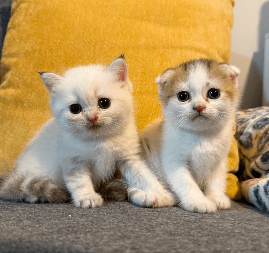 Kale  Kore - Scottish Fold