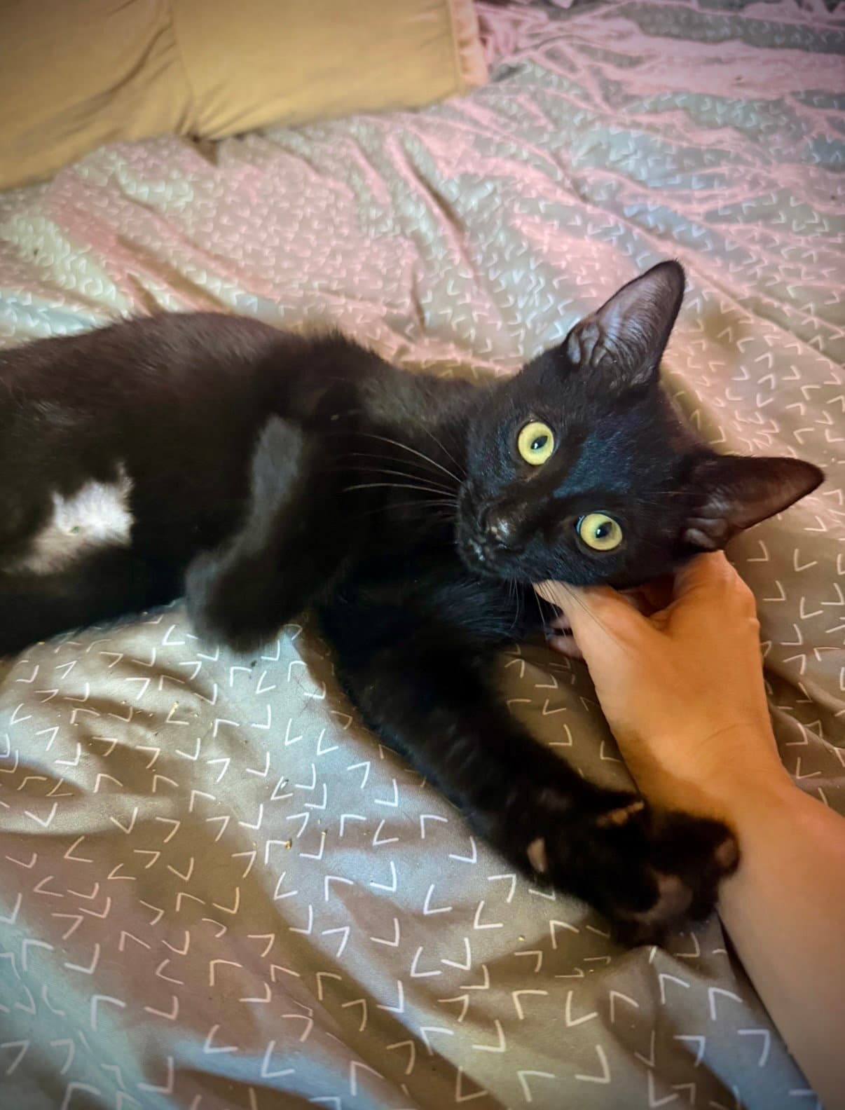 Peanut Butter - Domestic Short Hair
