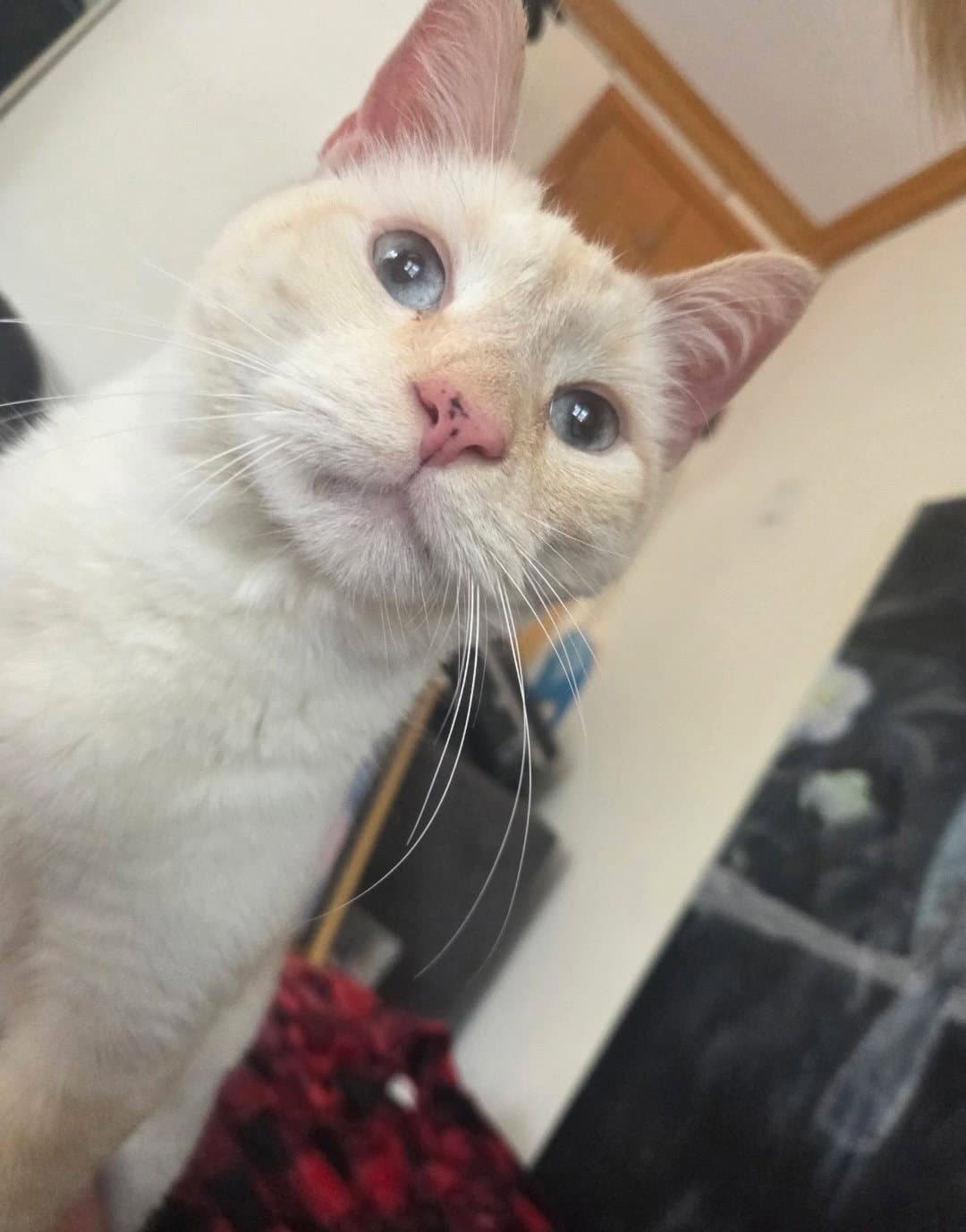 Leo - Siamese