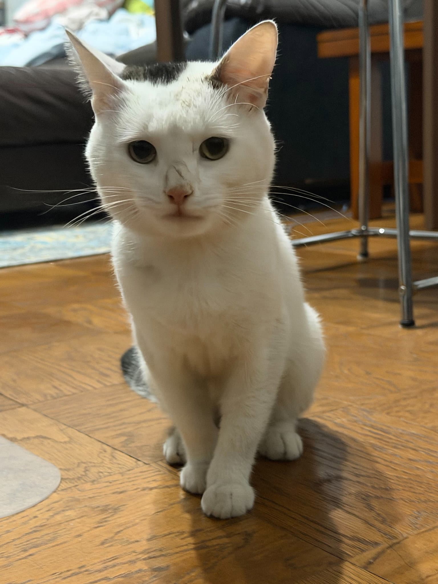 Sprite - Domestic Short Hair