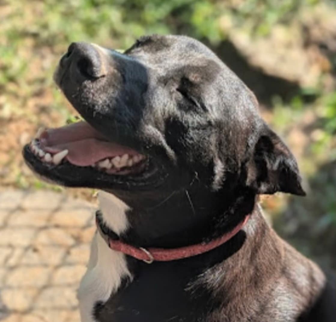 Sidney In Foster - Border Collie