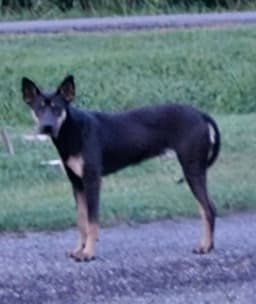 Molly image 2