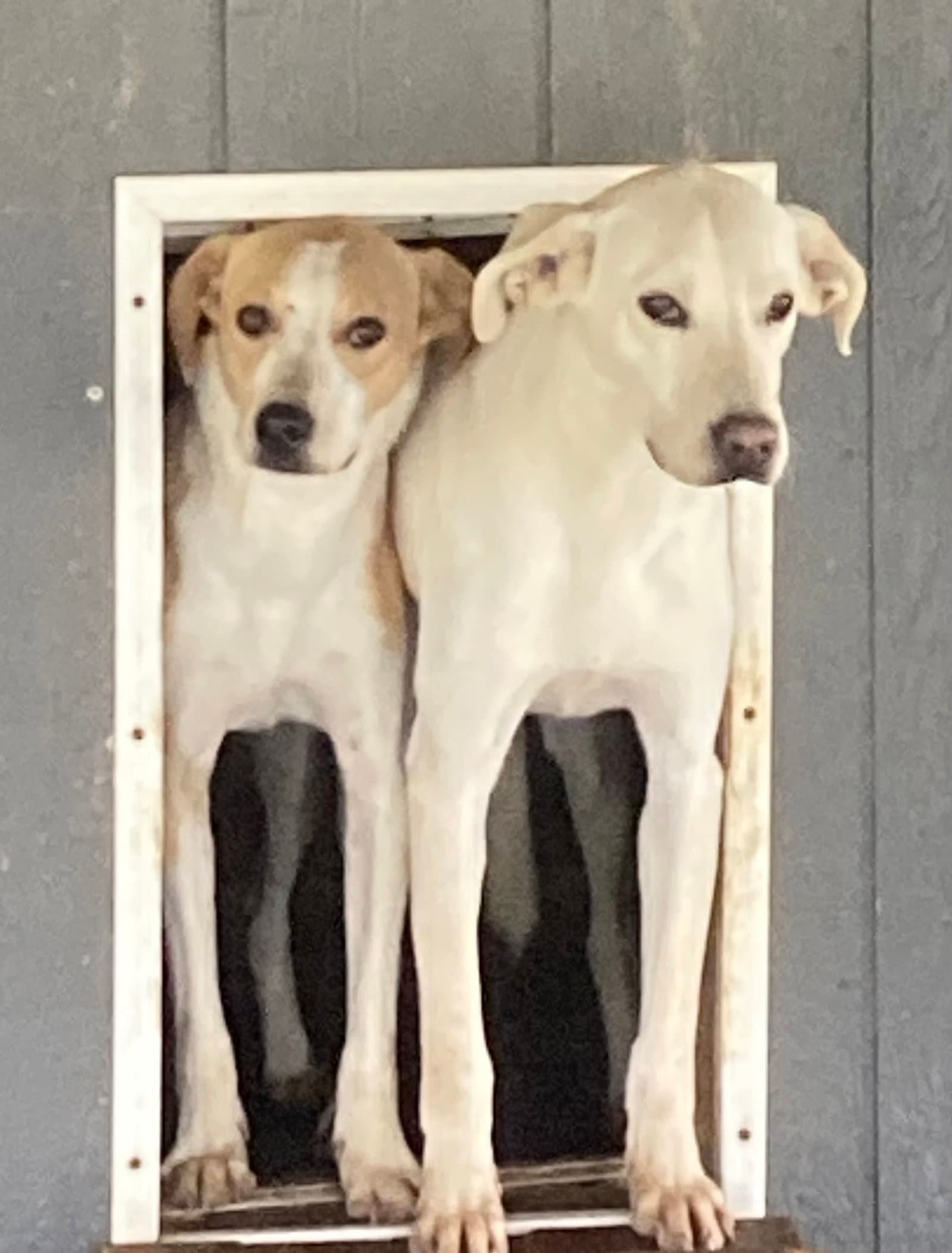Monty In Foster - Hound