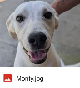 Monty In Foster image 2