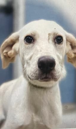 Monty In Foster image 3