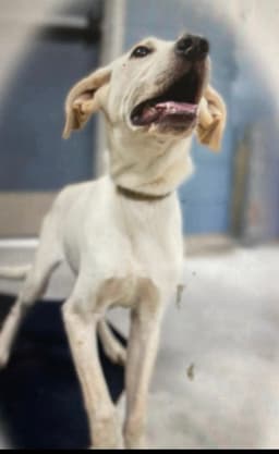 Monty In Foster image 4