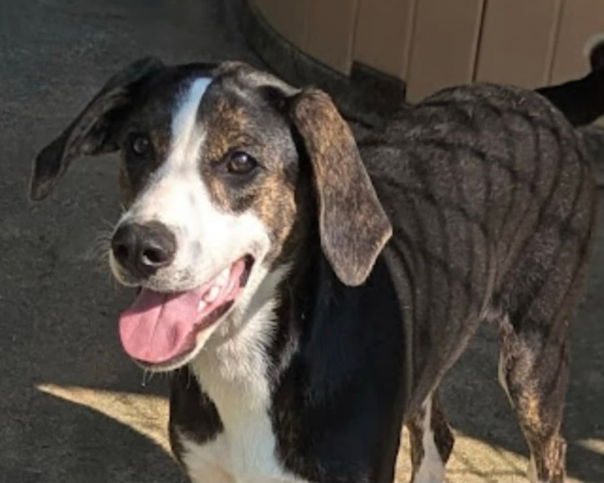 Mallory In Foster - Hound