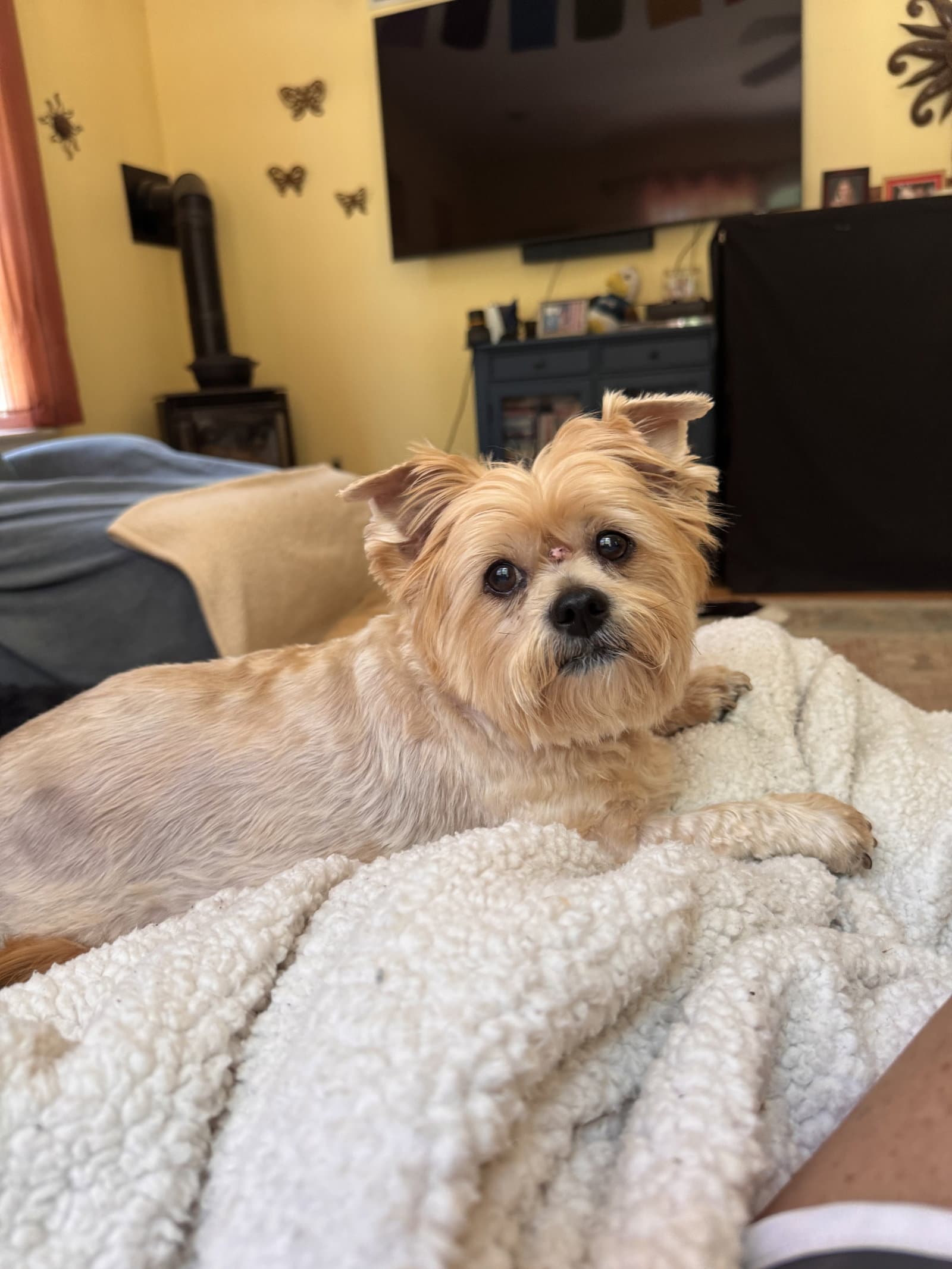 Mya In Foster - Yorkshire Terrier Yorkie