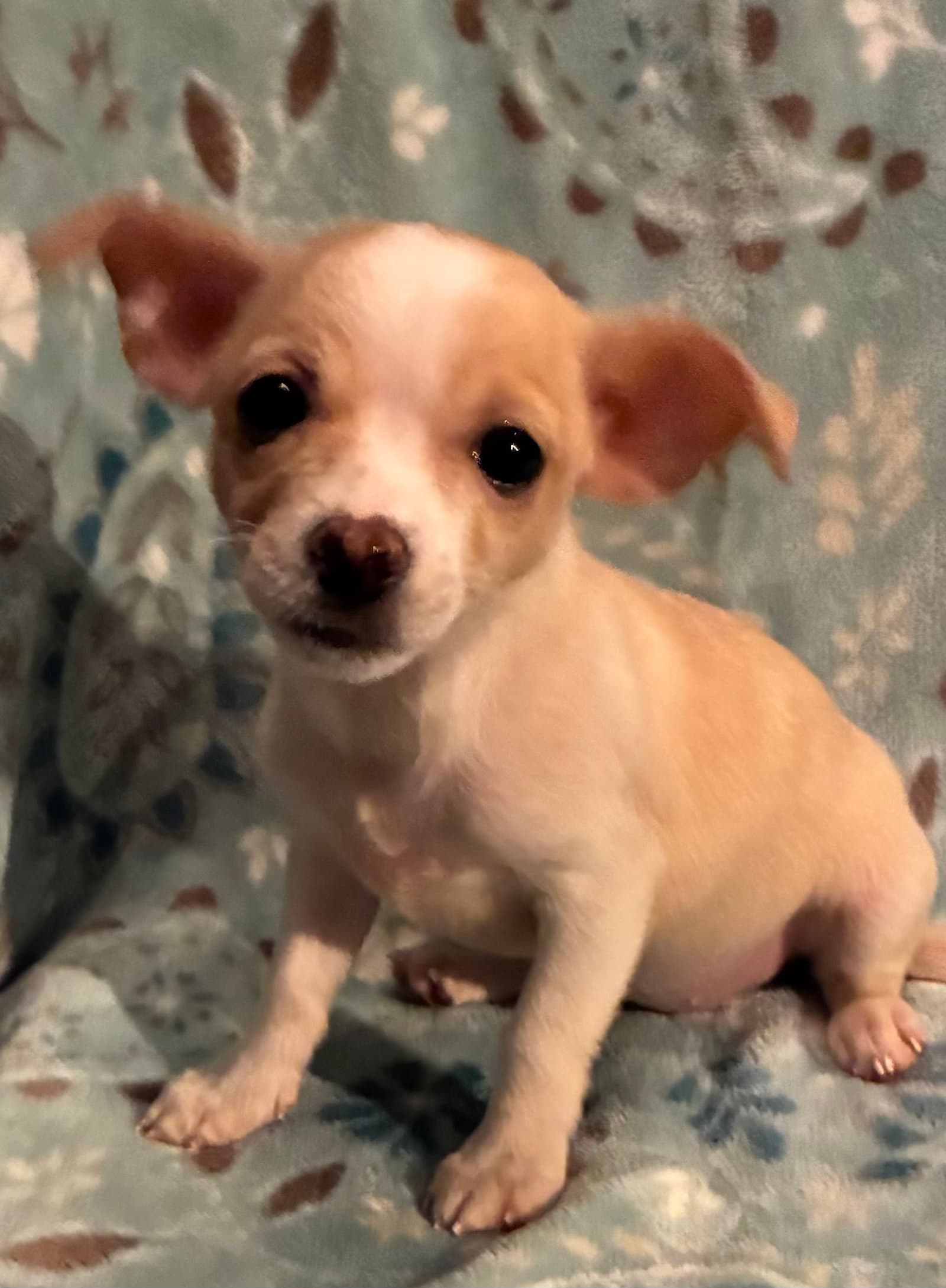 Pixie In Foster - Pomeranian