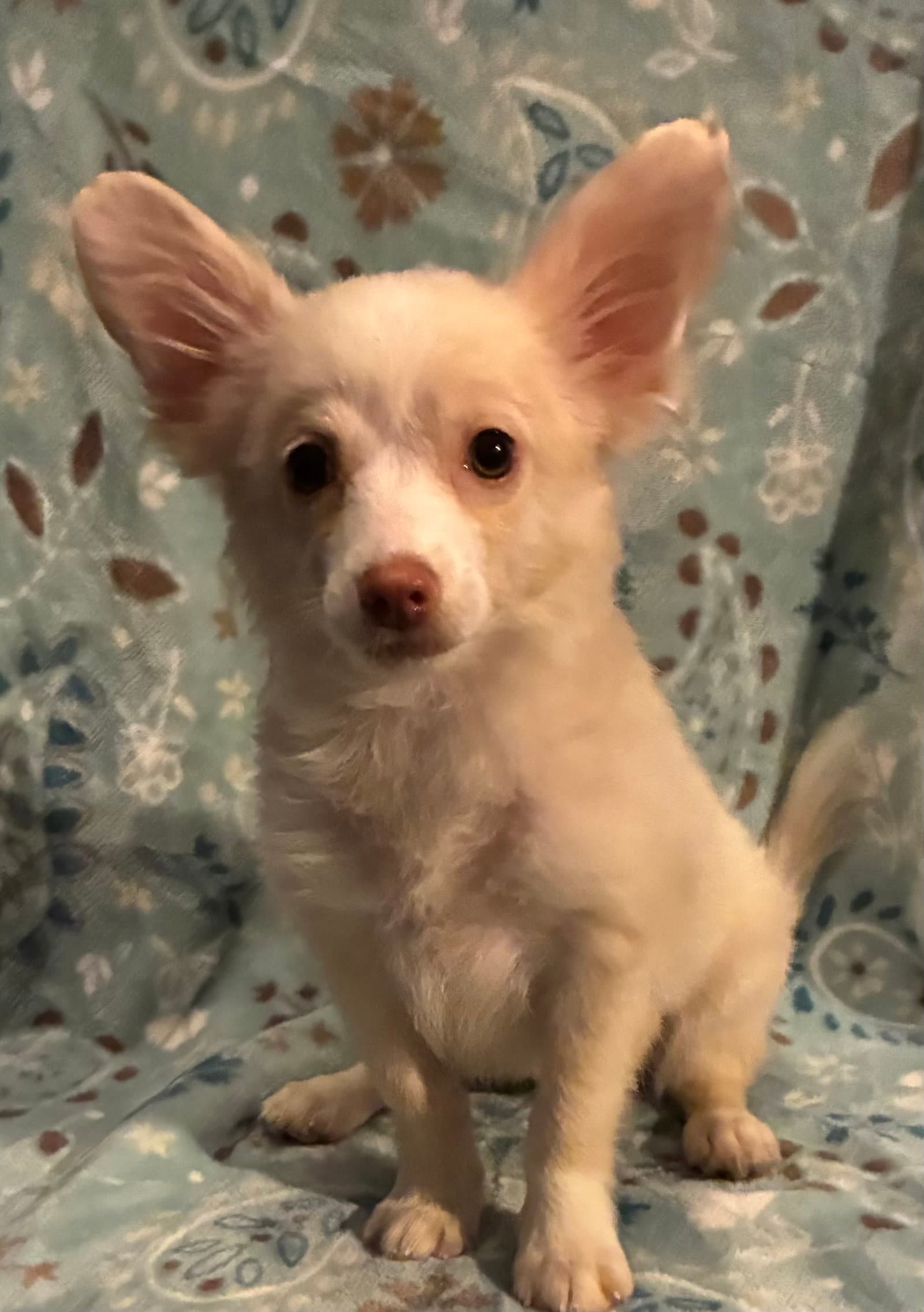 Trixie In Foster - Pomeranian