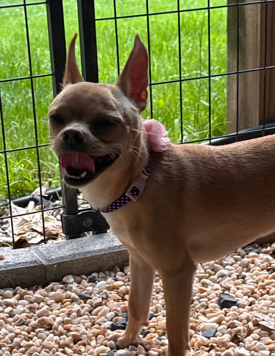 Tilly In Foster - Chihuahua