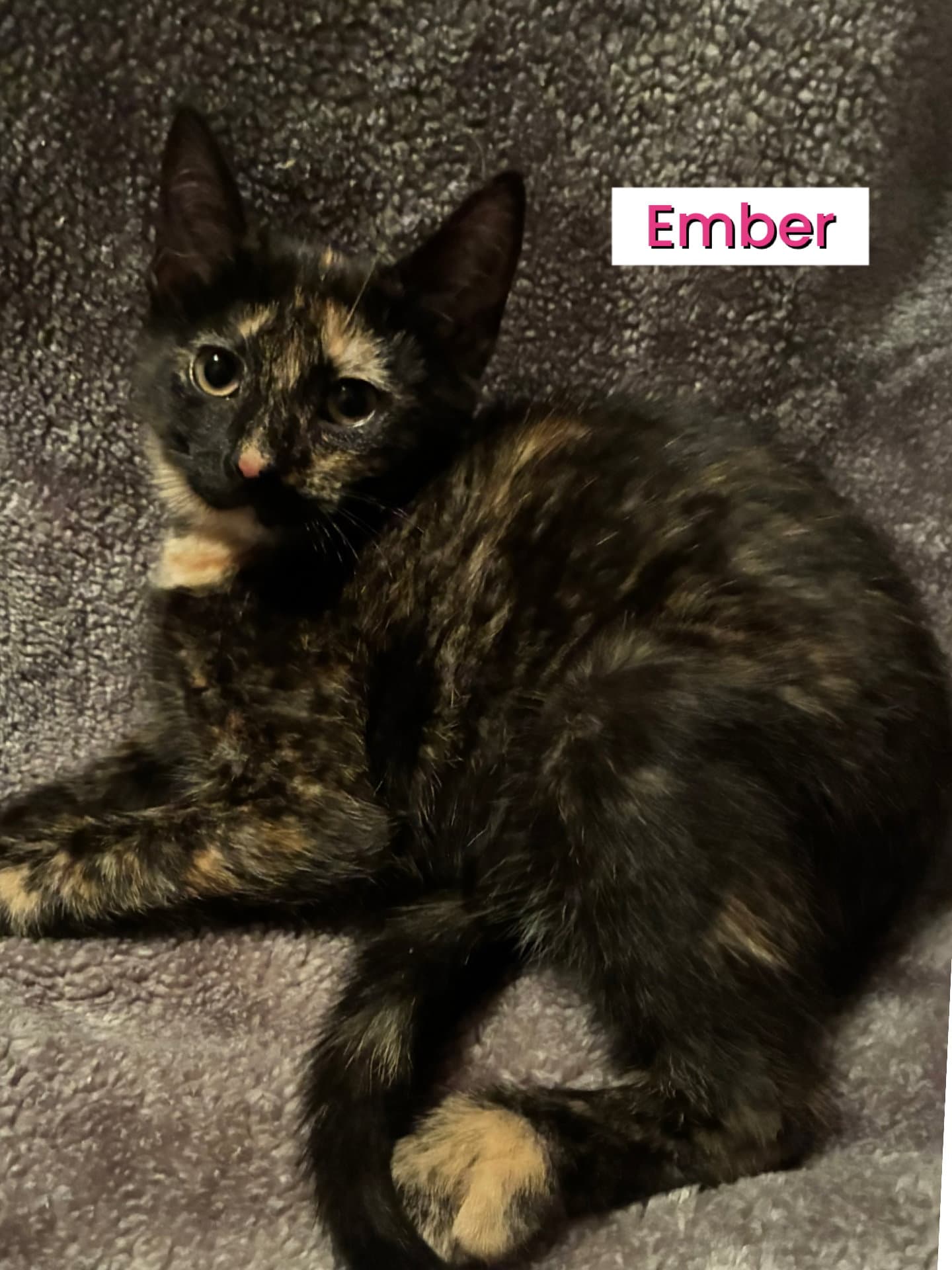 Kittens - Domestic Short Hair
